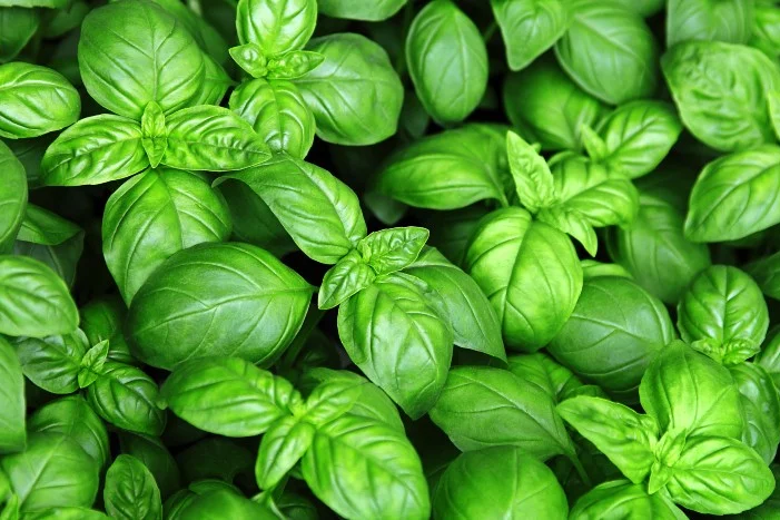 Frische Basilikumblätter